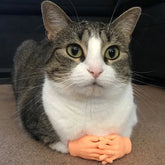 1+1 Free | FelineFlick™ Interactive Feline Joy