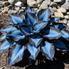 CalmBloom - Perennial Hosta Seeds for Soothing Green Corners