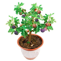 RoyalMission – Heirloom Fig Tree Seeds