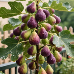 RoyalMission – Heirloom Fig Tree Seeds