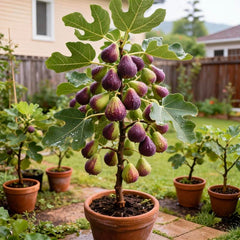 RoyalMission – Heirloom Fig Tree Seeds