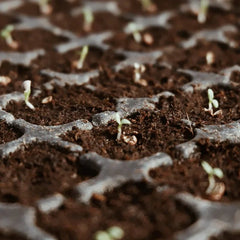 CocoBloom – Organic Coconut Coir Bricks for Healthy Plant Growth