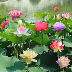 LushLotus™ Cultivate Natural Beauty