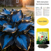CalmBloom - Perennial Hosta Seeds for Soothing Green Corners