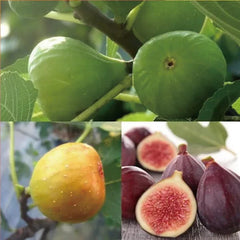RoyalMission – Heirloom Fig Tree Seeds
