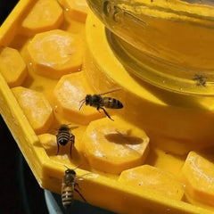 BuzzBloom – Decorative Bee Hydration Spot for Gardens