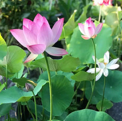 LushLotus™ Cultivate Natural Beauty