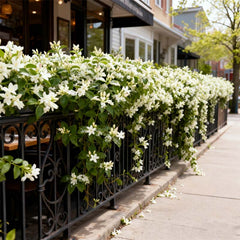 Midnight Perfume Jasmine Seeds