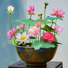 LushLotus™ Cultivate Natural Beauty