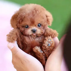 RoboPuppy – Realistic Robot Puppy
