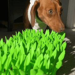 MealMat™ Comfortable Pet Eating